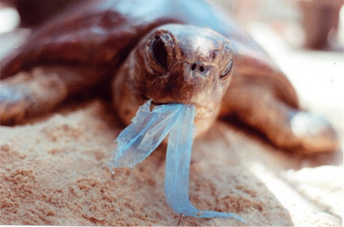 BA 36 - Turtle with plastic
