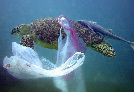 ba 36 tortuga