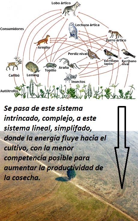 BA 101 - CADENA TROFICA ES