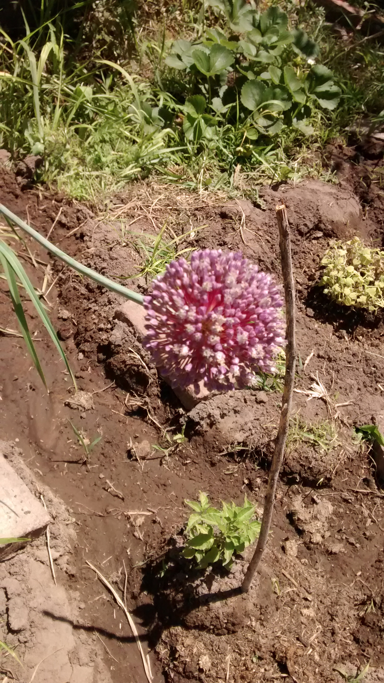 ba-231-2-flower-onion-violet